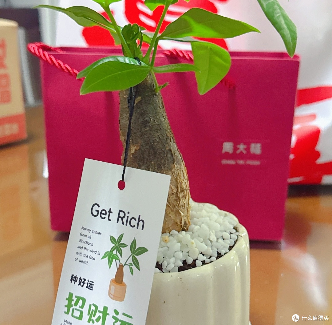 桌面养绿植:好看省心的发财树