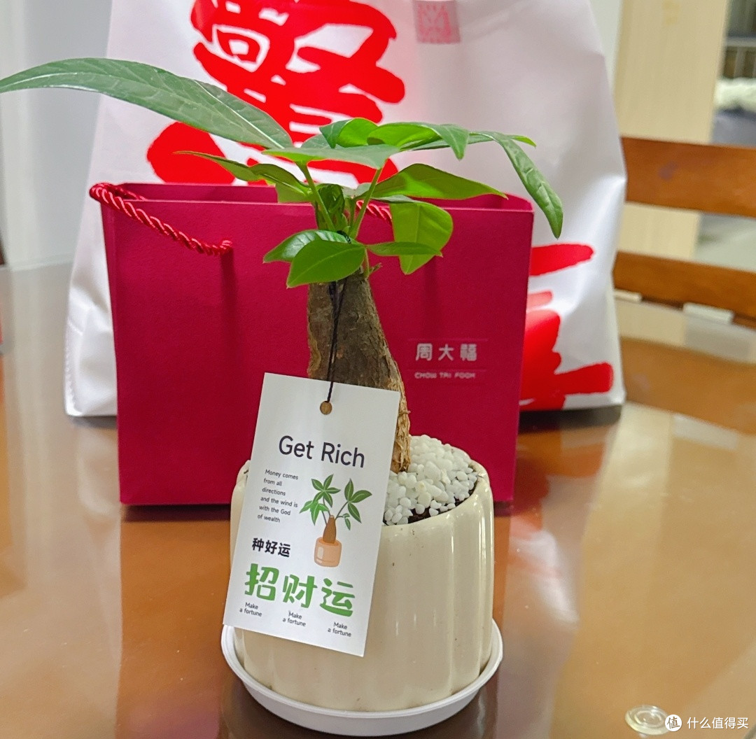 桌面养绿植:好看省心的发财树