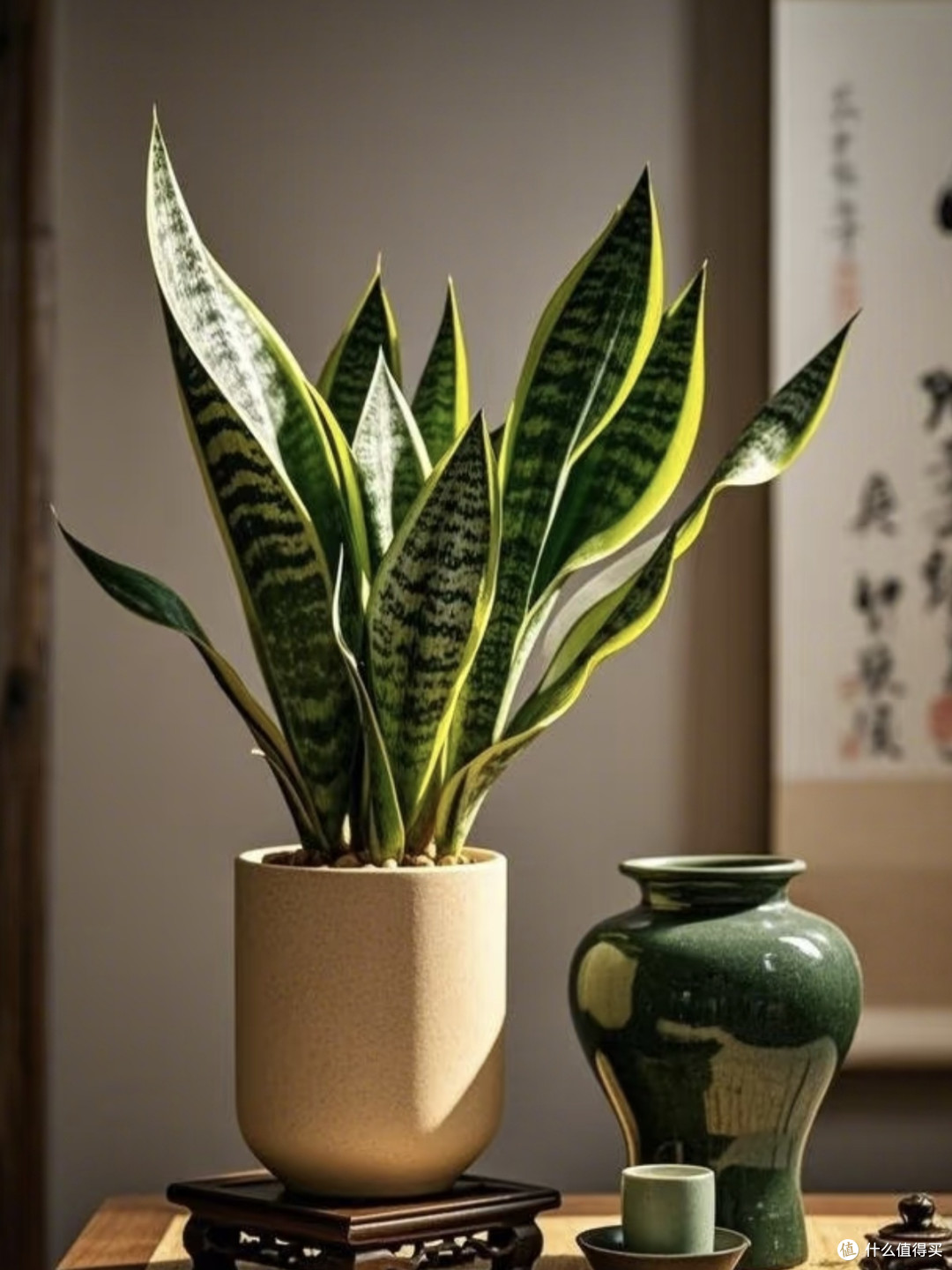 适合原木风家居的绿植排行榜（6款精选）