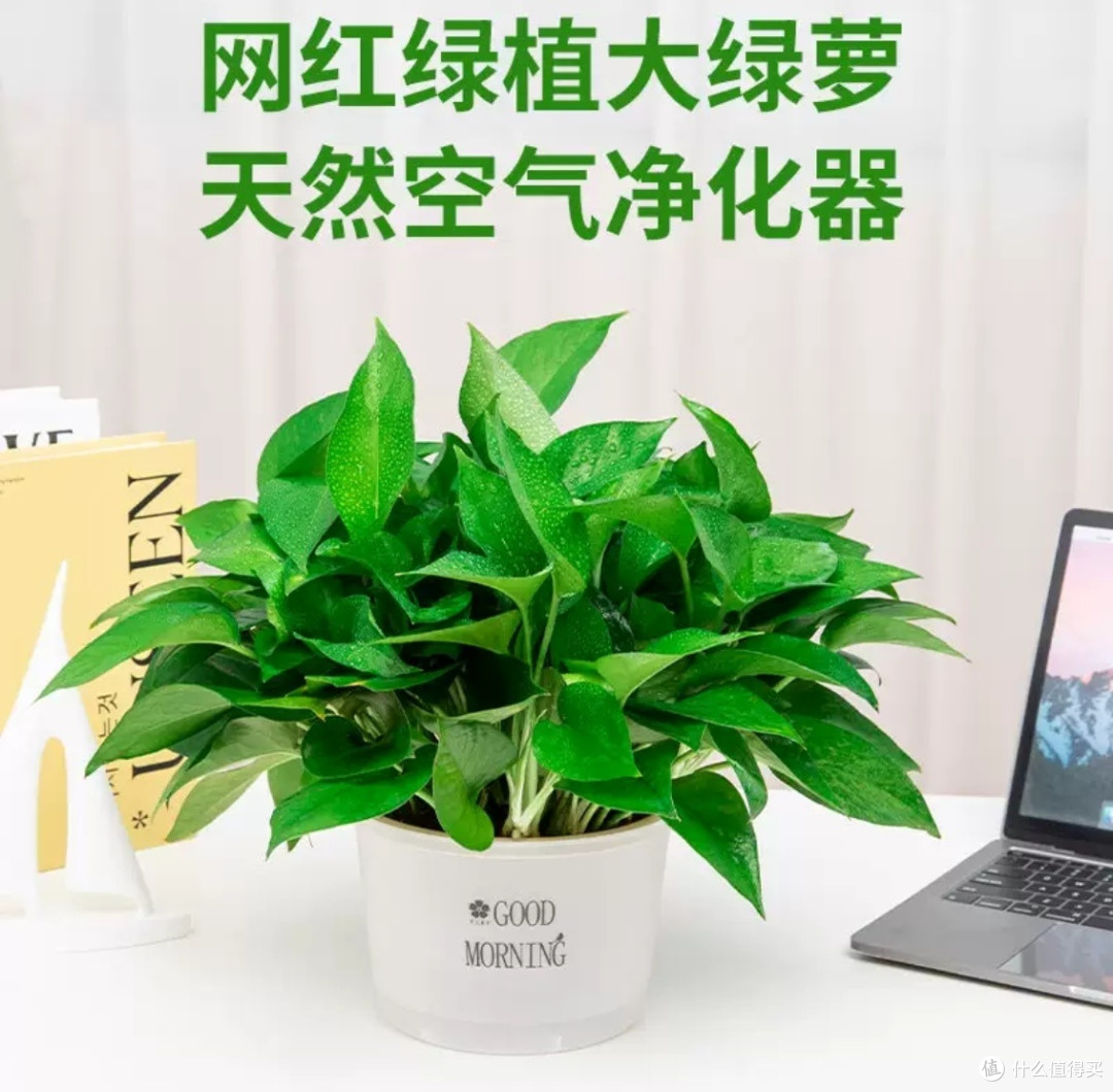 懒人绿植,我首选绿萝