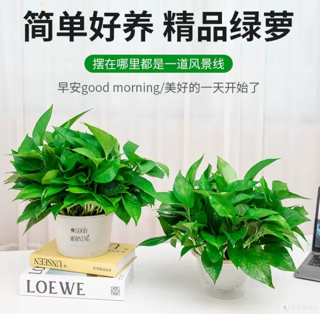 懒人绿植,我首选绿萝