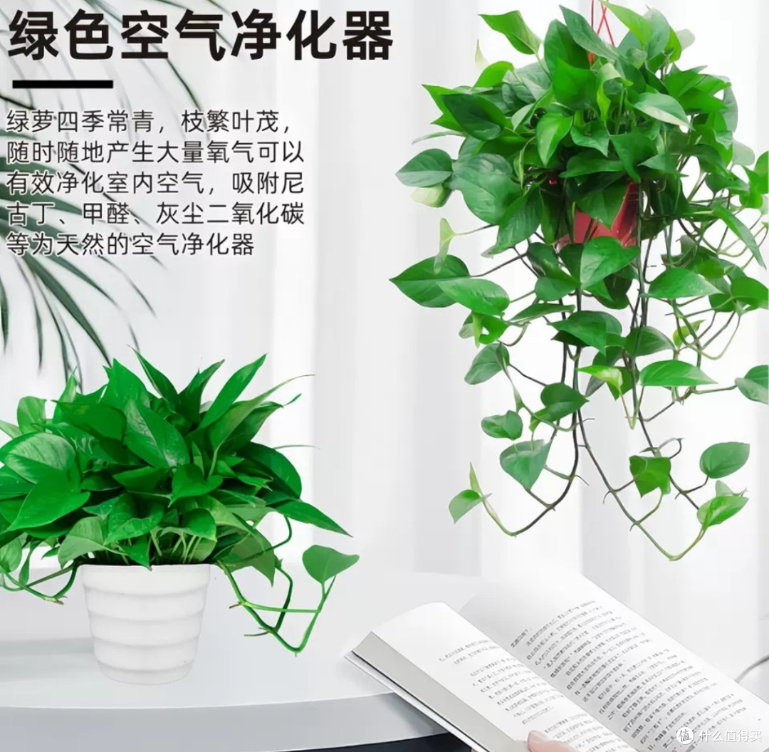 懒人绿植,我首选绿萝
