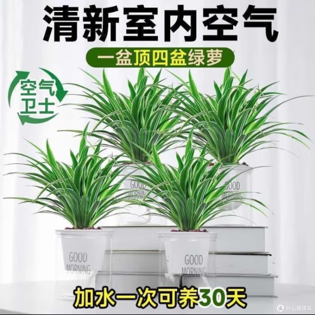 懒人绿植,你选了哪些?