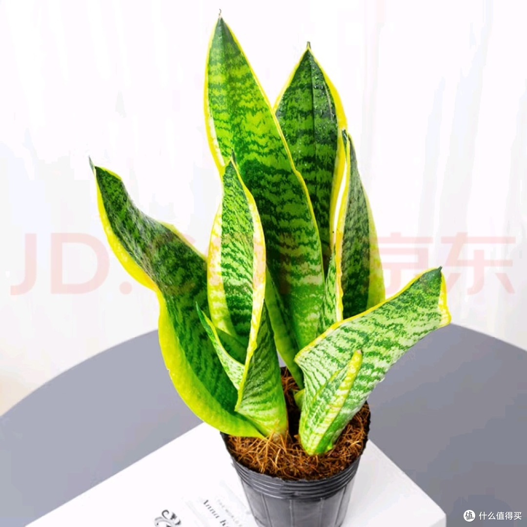 懒人绿植,你选了哪些?