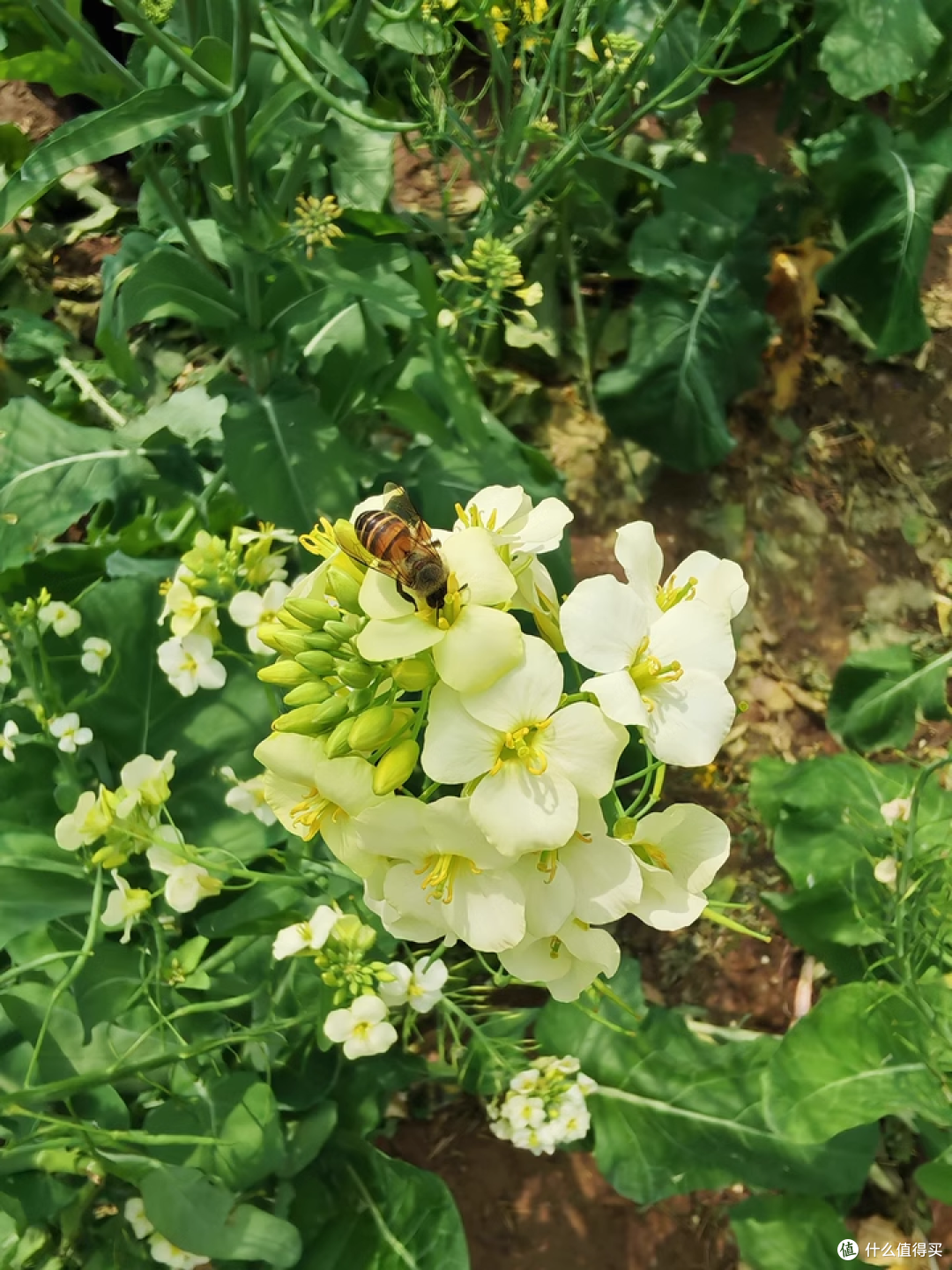 苹果降价?我靠荣耀 300 Pro 省下的钱喝奶茶不香吗!