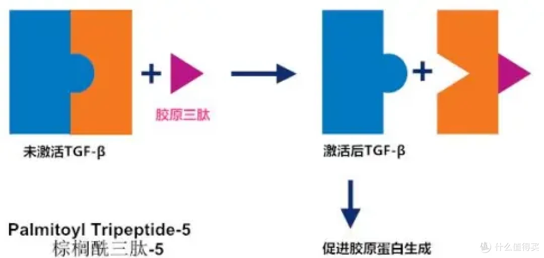 棕榈酰三肽-5作用图