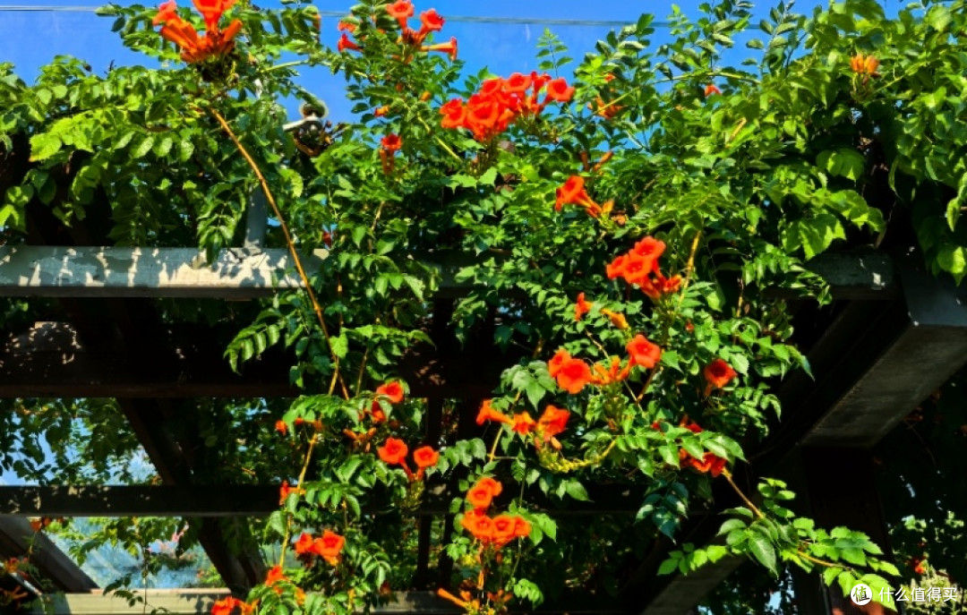 别被颜值骗了！院子种这6种漂亮花，疯长到失控，铲都铲不完