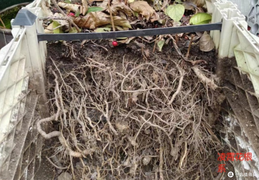 别被颜值骗了！院子种这6种漂亮花，疯长到失控，铲都铲不完