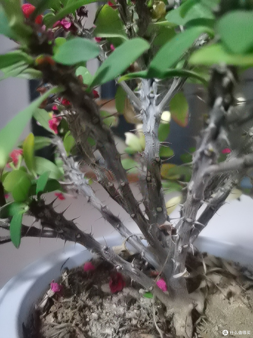 关于我有虎刺梅这件事儿