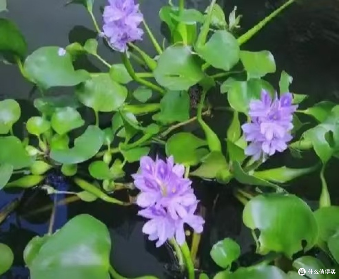 别被颜值骗了！院子种这6种漂亮花，疯长到失控，铲都铲不完