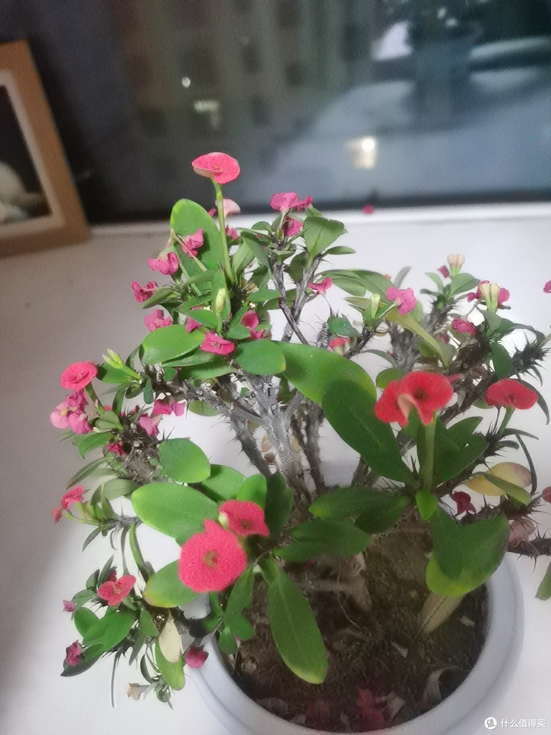 关于我有虎刺梅这件事儿