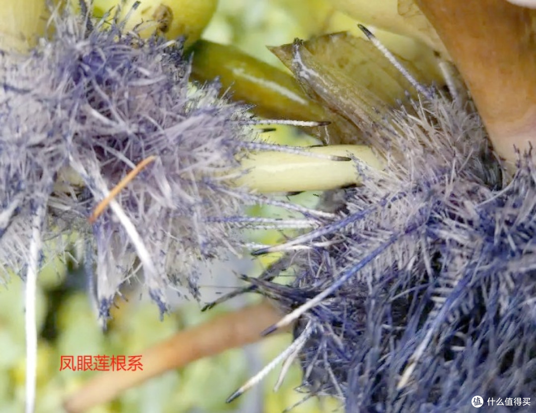 别被颜值骗了！院子种这6种漂亮花，疯长到失控，铲都铲不完