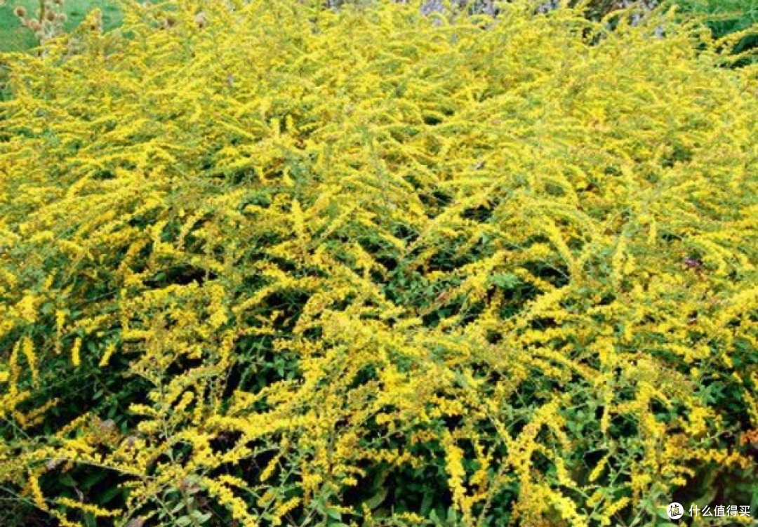 别被颜值骗了！院子种这6种漂亮花，疯长到失控，铲都铲不完
