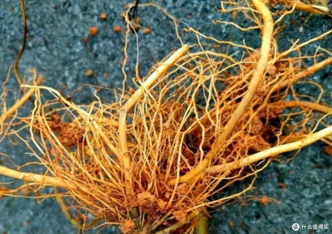 别被颜值骗了！院子种这6种漂亮花，疯长到失控，铲都铲不完