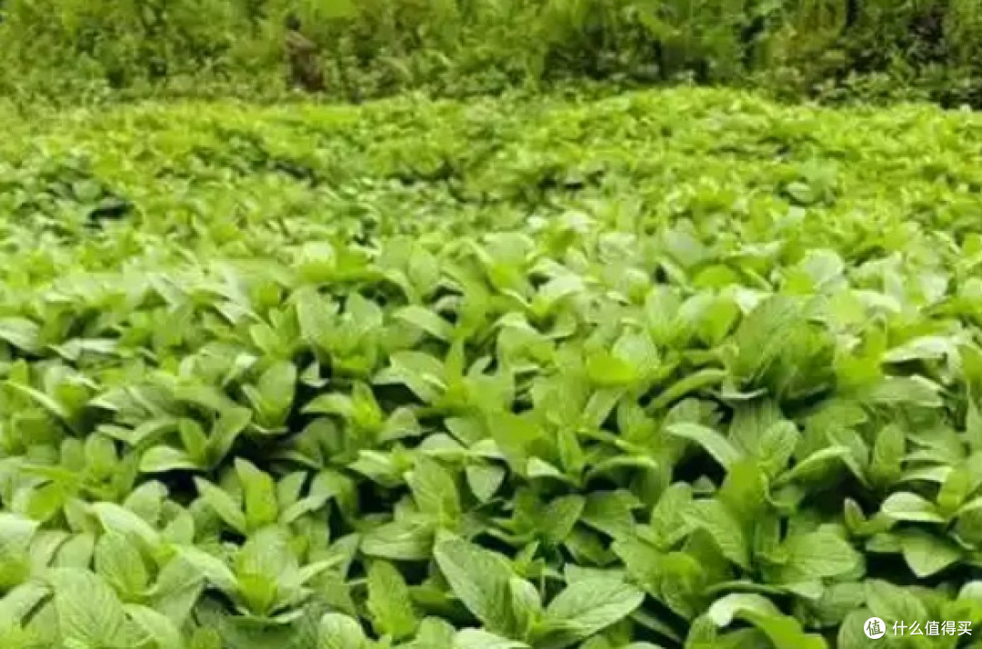 别被颜值骗了！院子种这6种漂亮花，疯长到失控，铲都铲不完