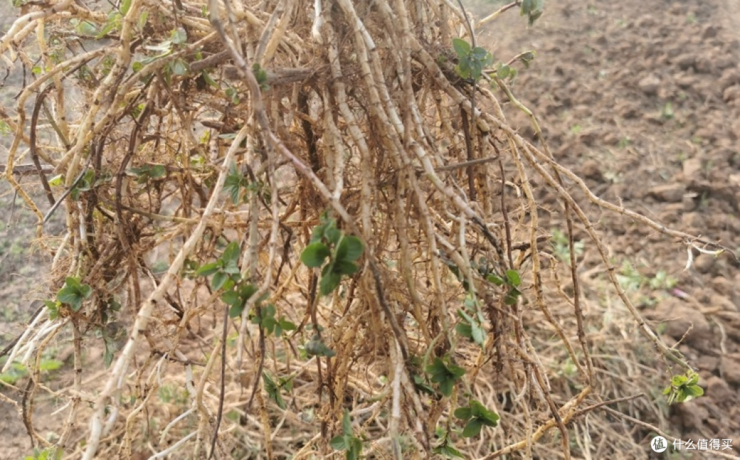 别被颜值骗了！院子种这6种漂亮花，疯长到失控，铲都铲不完