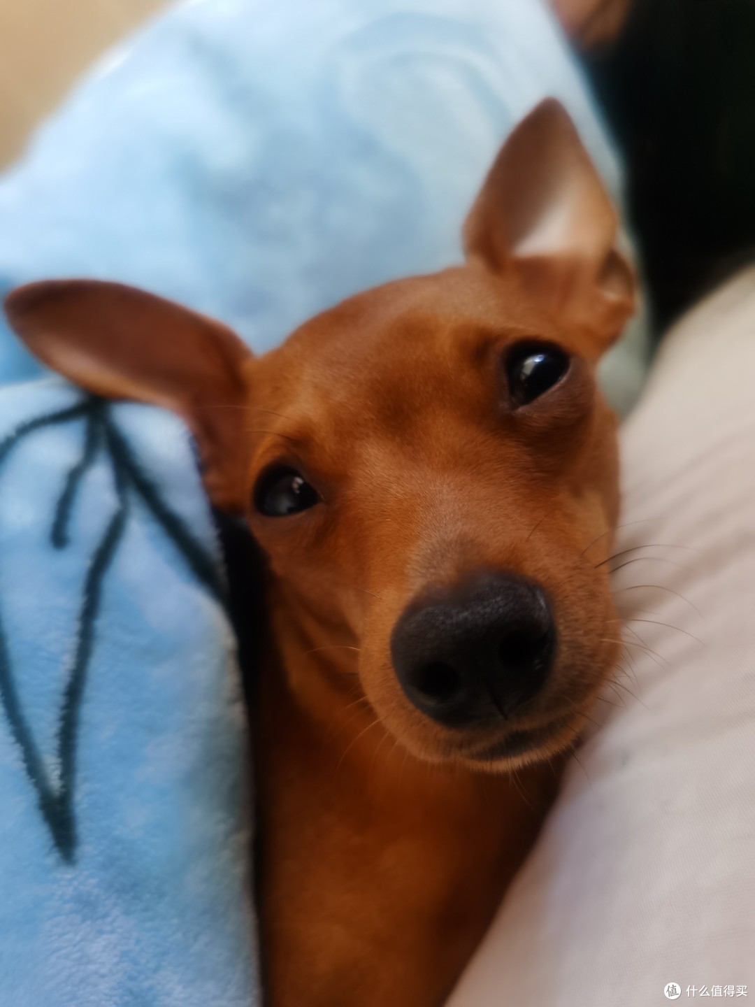 小鹿犬