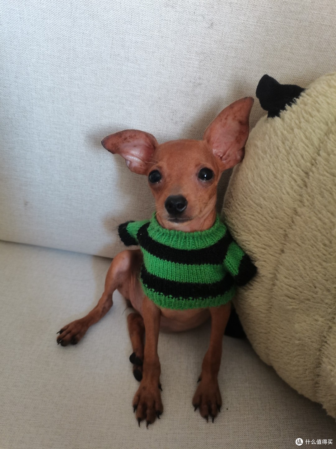 小鹿犬