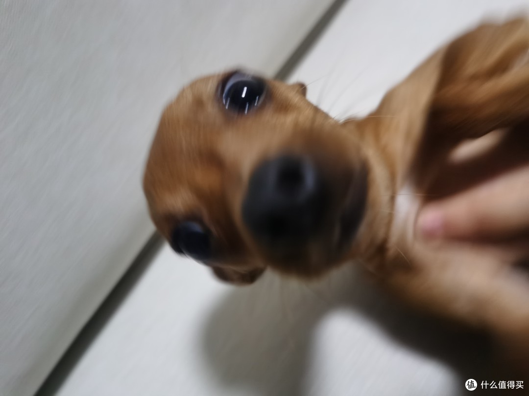 小鹿犬