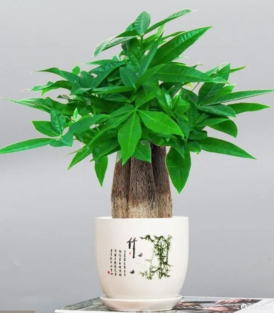 家中添绿意,发财树带来好运气