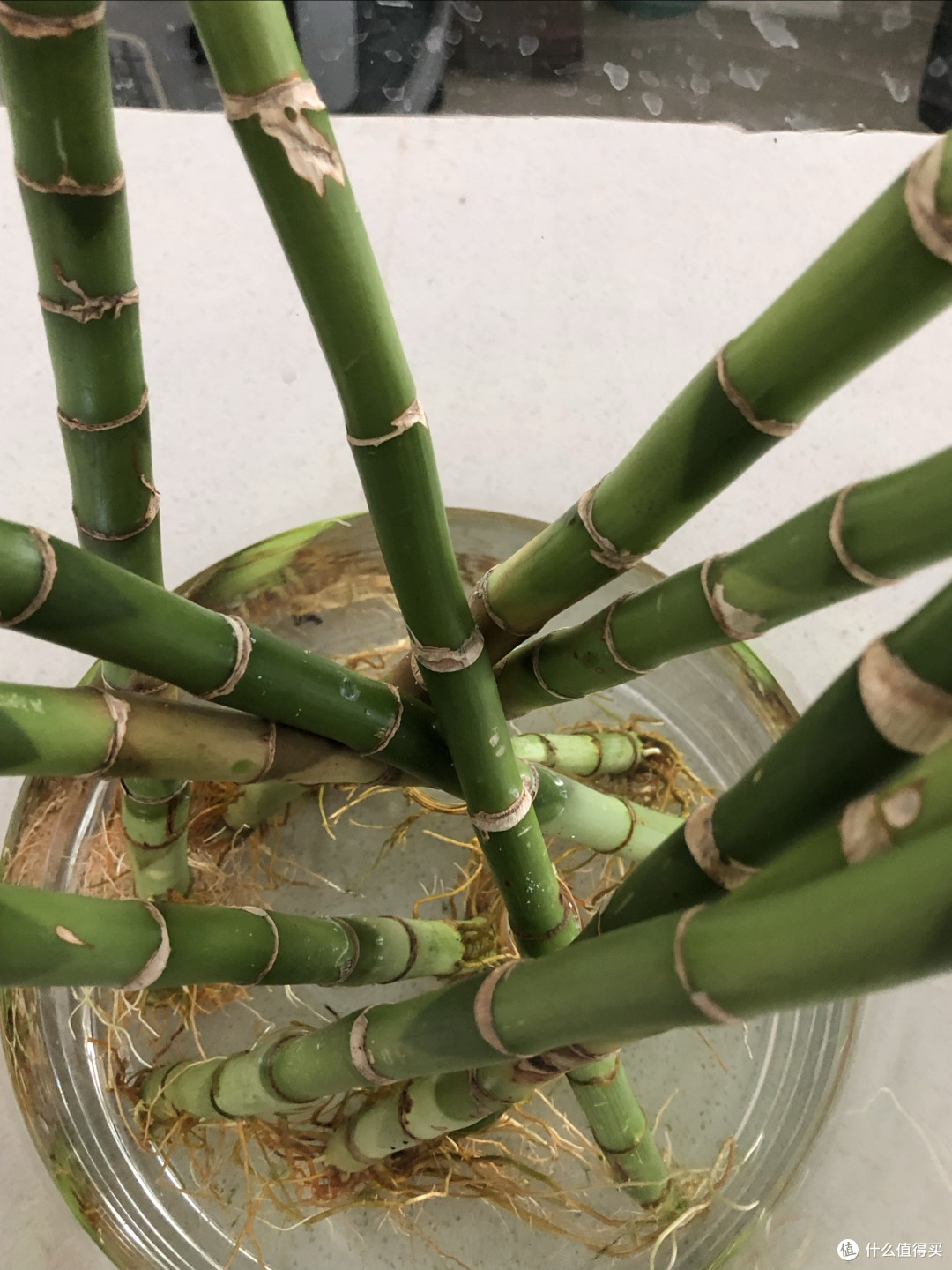 懒人绿植养护指南:水培竹