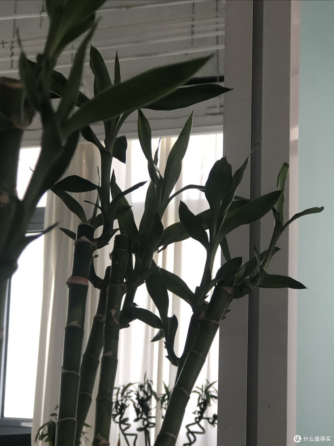 懒人绿植养护指南:水培竹