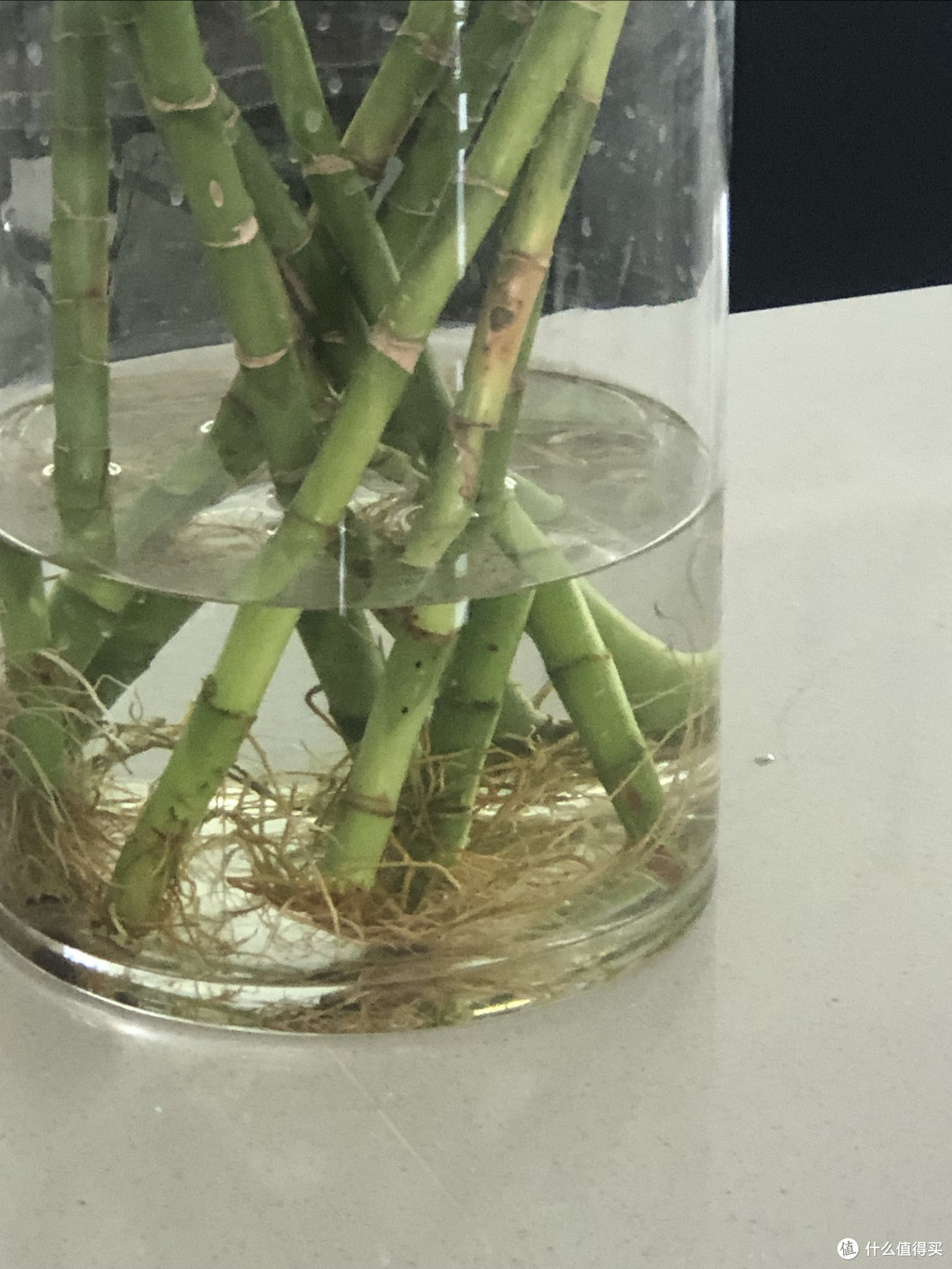 懒人绿植养护指南:水培竹