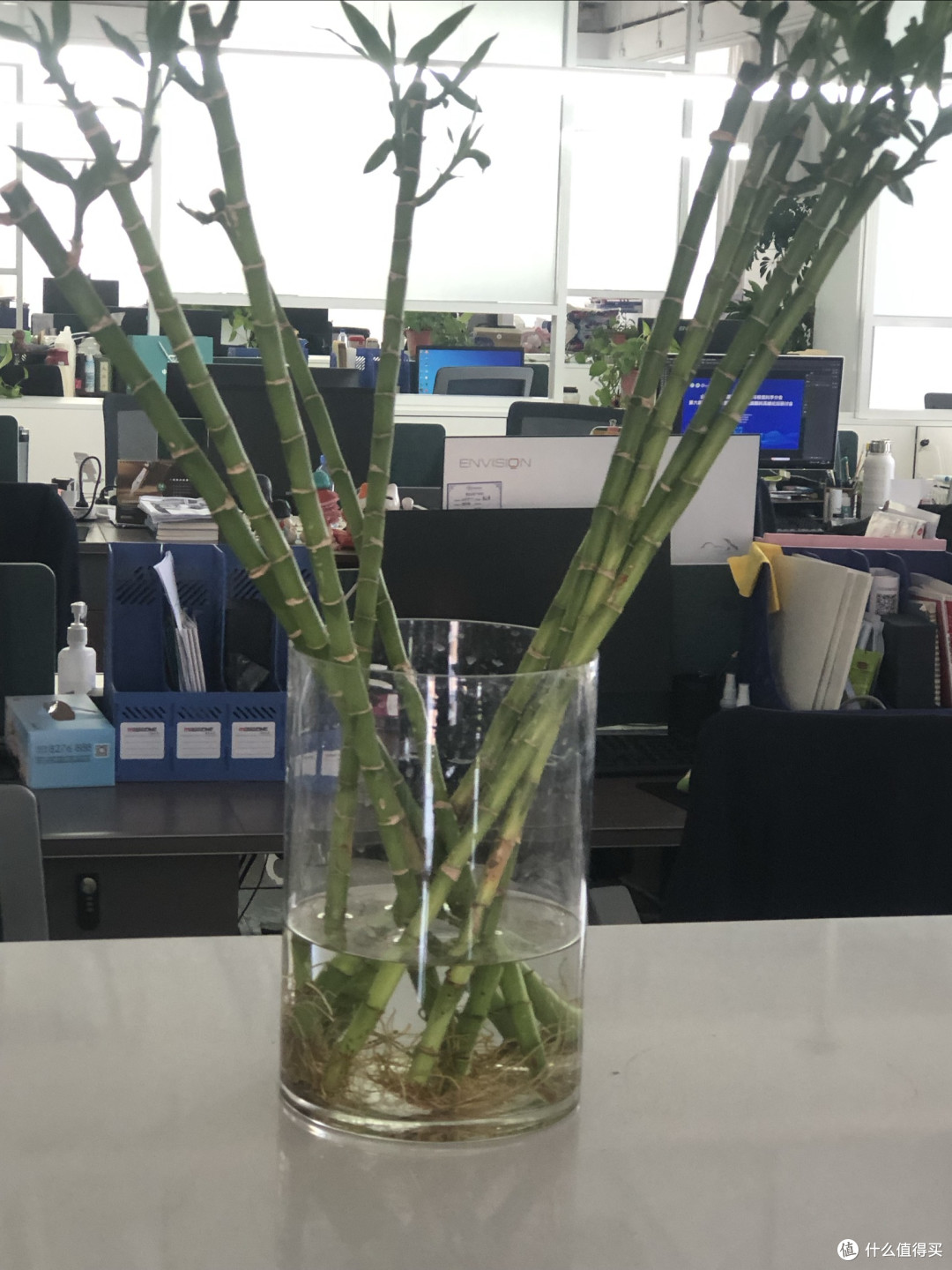 懒人绿植养护指南:水培竹