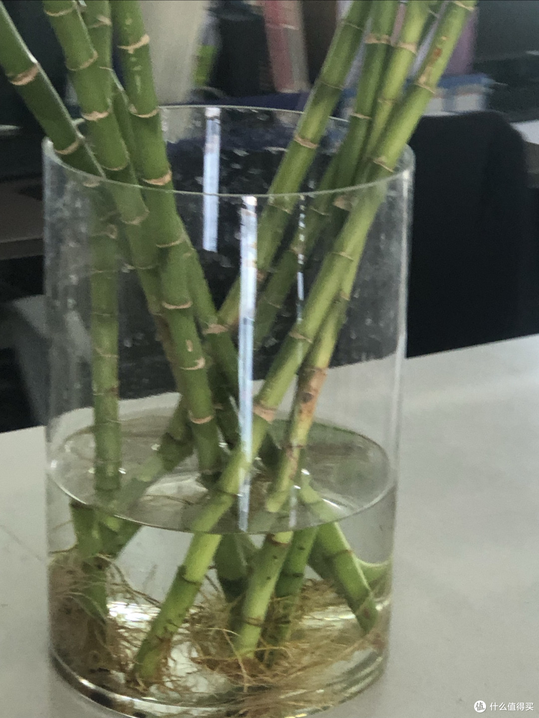 懒人绿植养护指南:水培竹
