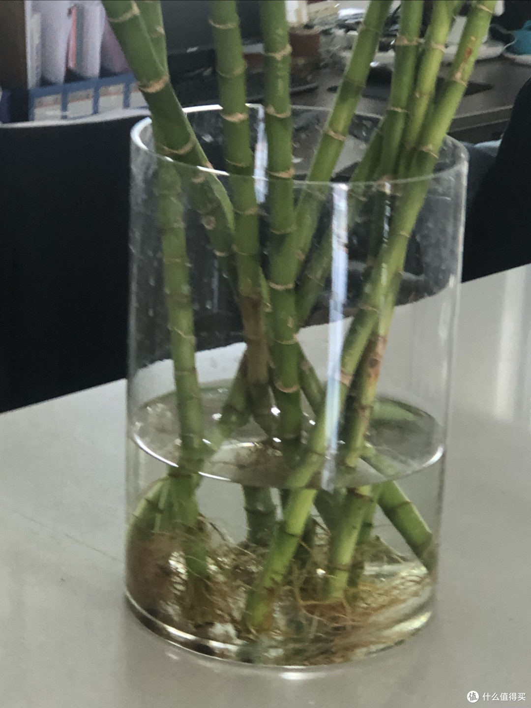 懒人绿植养护指南:水培竹