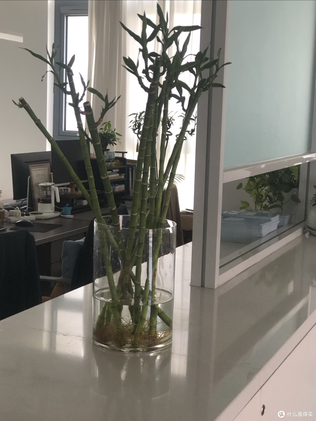 懒人绿植养护指南:水培竹