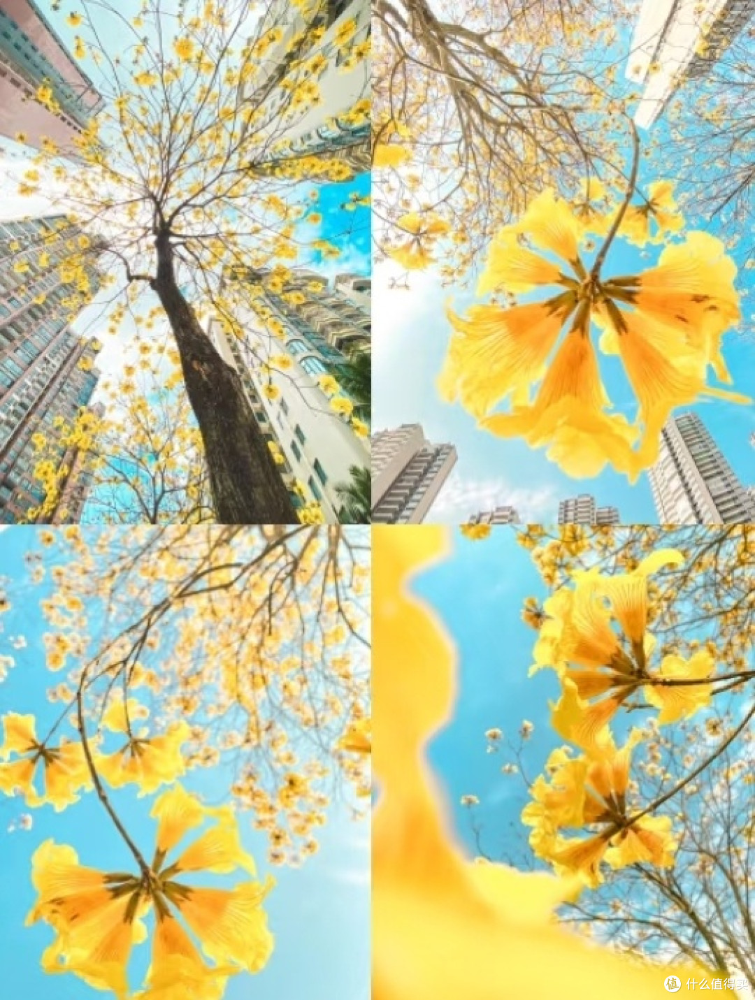 手机摄影技巧大公开，从构图到后期一网打尽