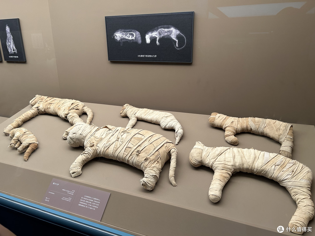 埃及“托孤”中国,魔都的这次古埃及文物展不得不看