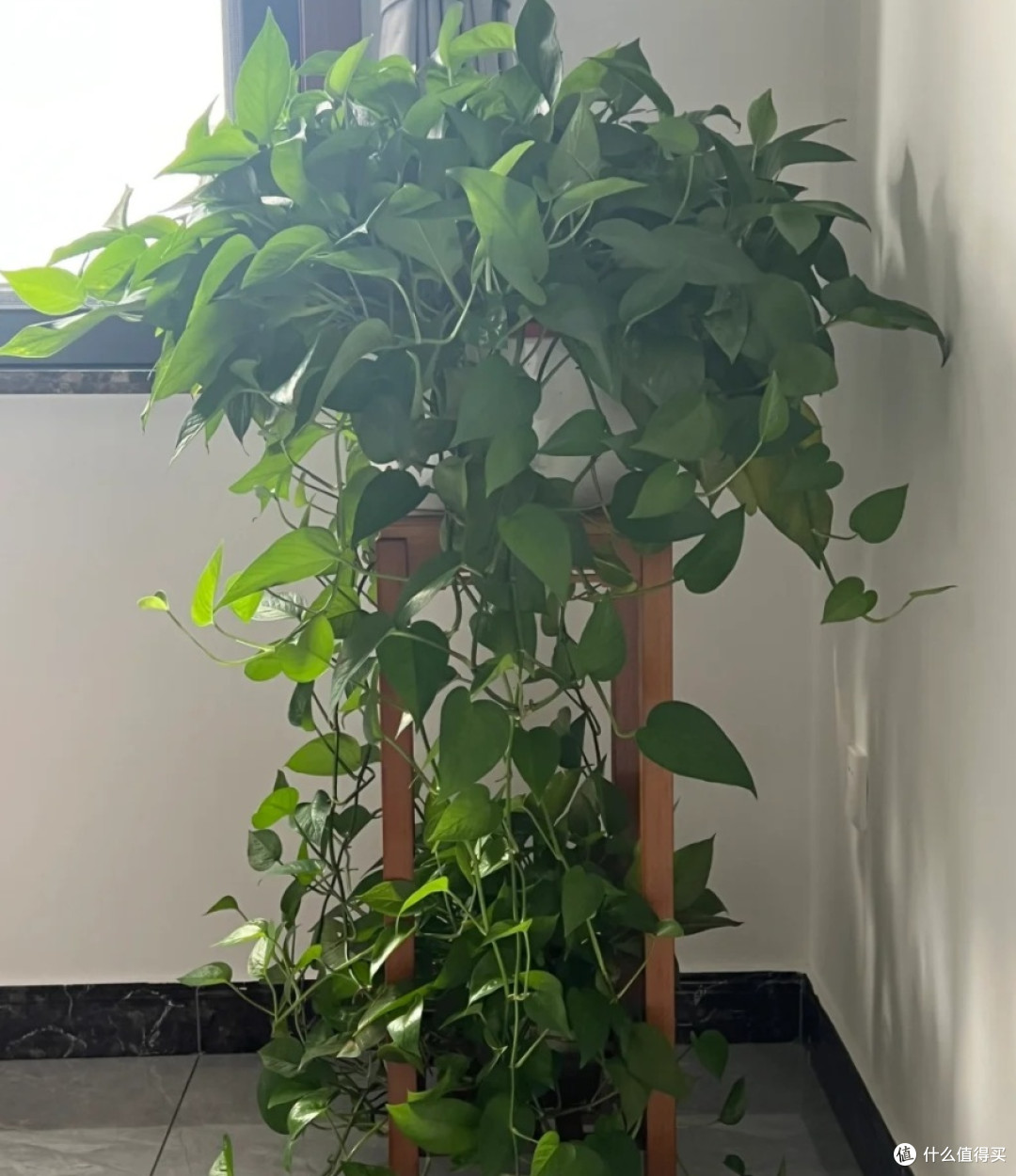 适合懒人养的植物有哪些?