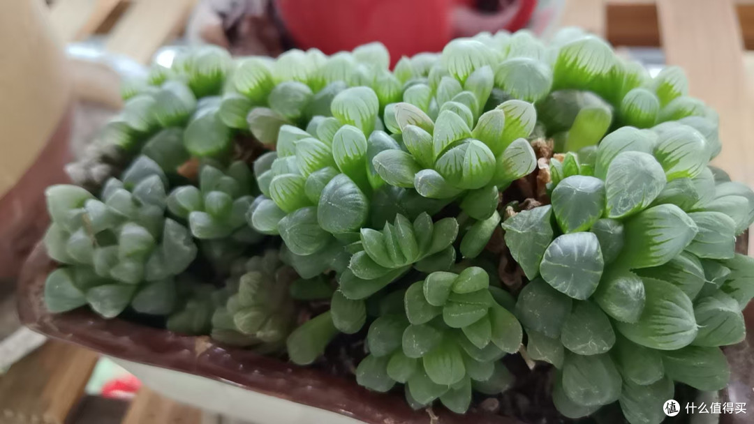 适合懒人养的植物有哪些?