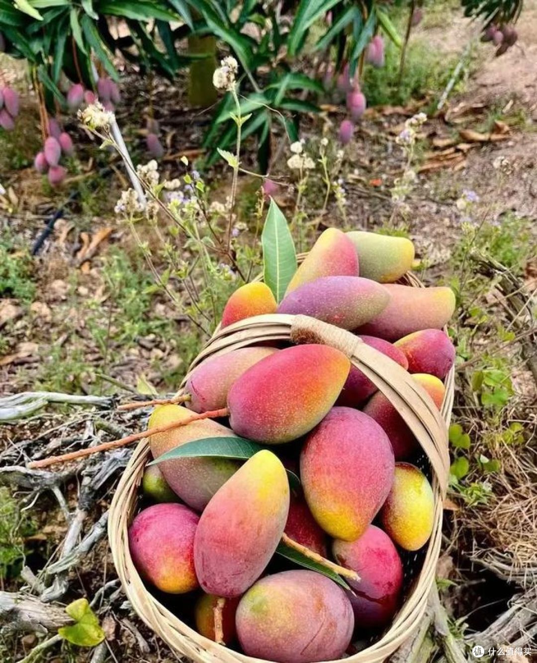 海南芒果哪个品种最好吃?快来看看你吃过哪种?