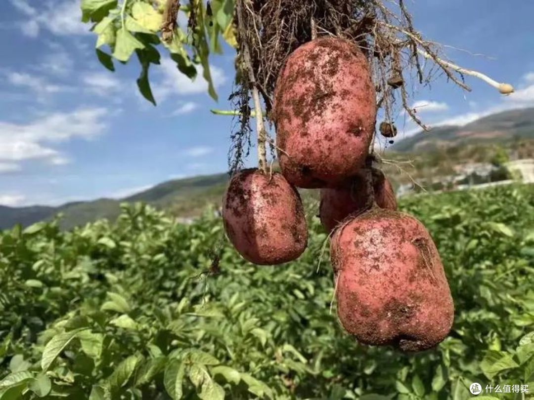 高原红土豆和普通土豆的区别？哪种软糯好吃？