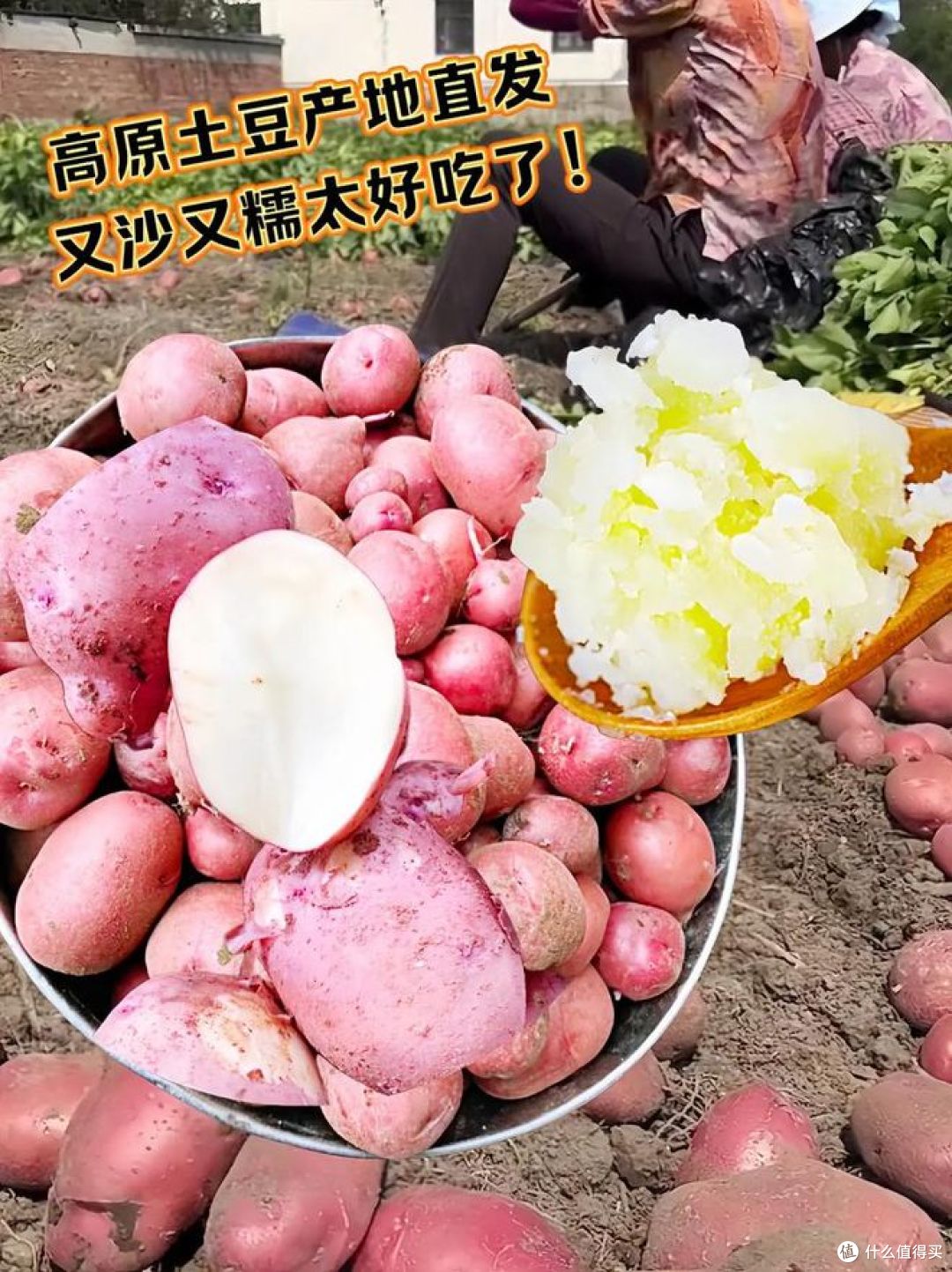 高原红土豆和普通土豆的区别？哪种软糯好吃？