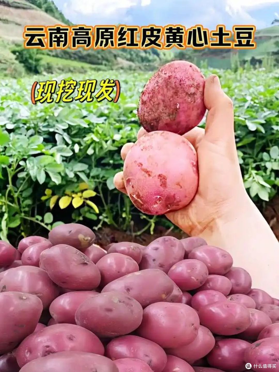 高原红土豆和普通土豆的区别？哪种软糯好吃？