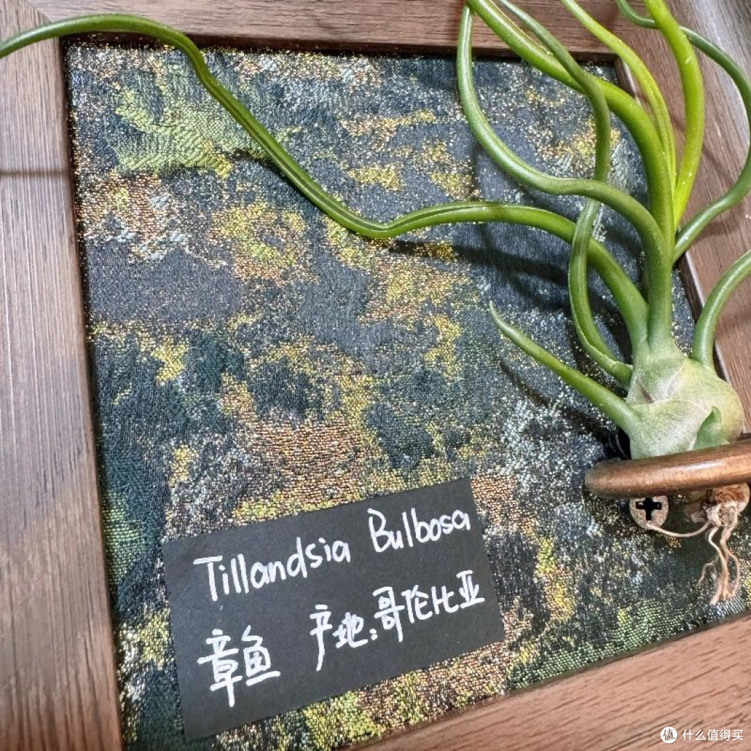 分享一些适合懒人养的绿植😏