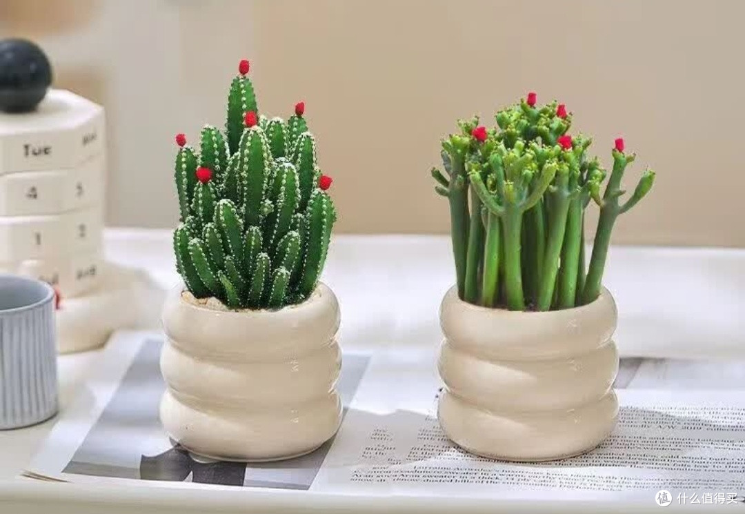 懒人必备：那些好养又美观的室内绿植推荐