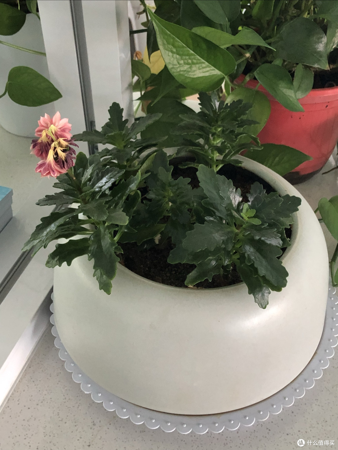 重瓣天竺葵:适合懒人养的美丽花卉