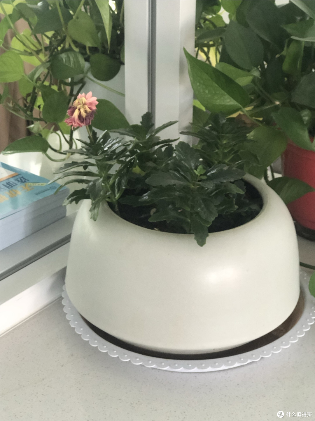 重瓣天竺葵:适合懒人养的美丽花卉