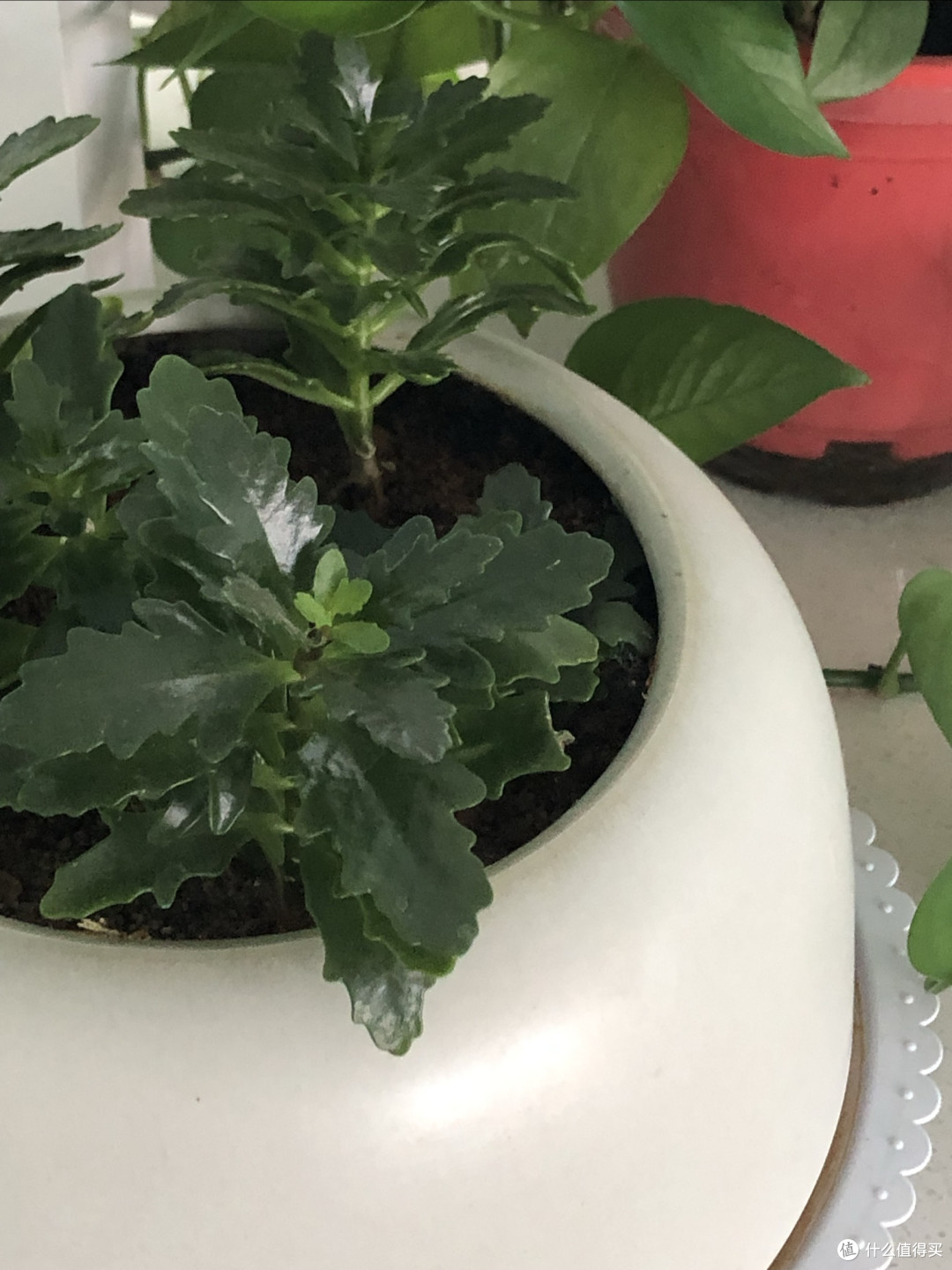 重瓣天竺葵:适合懒人养的美丽花卉