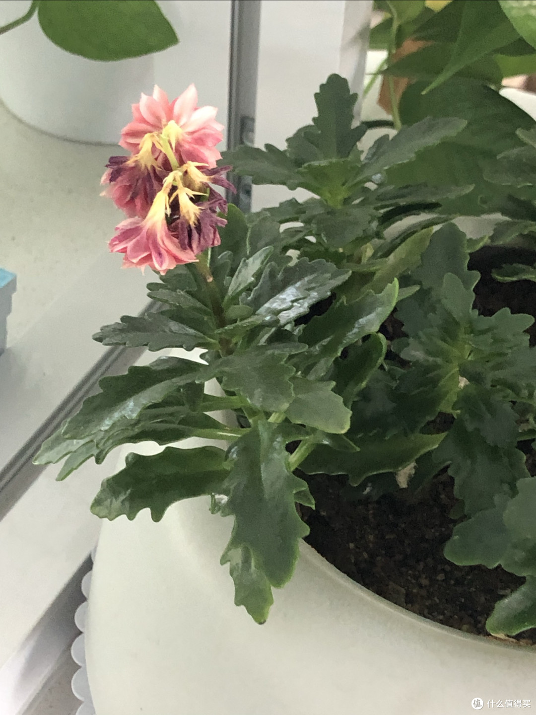 重瓣天竺葵:适合懒人养的美丽花卉