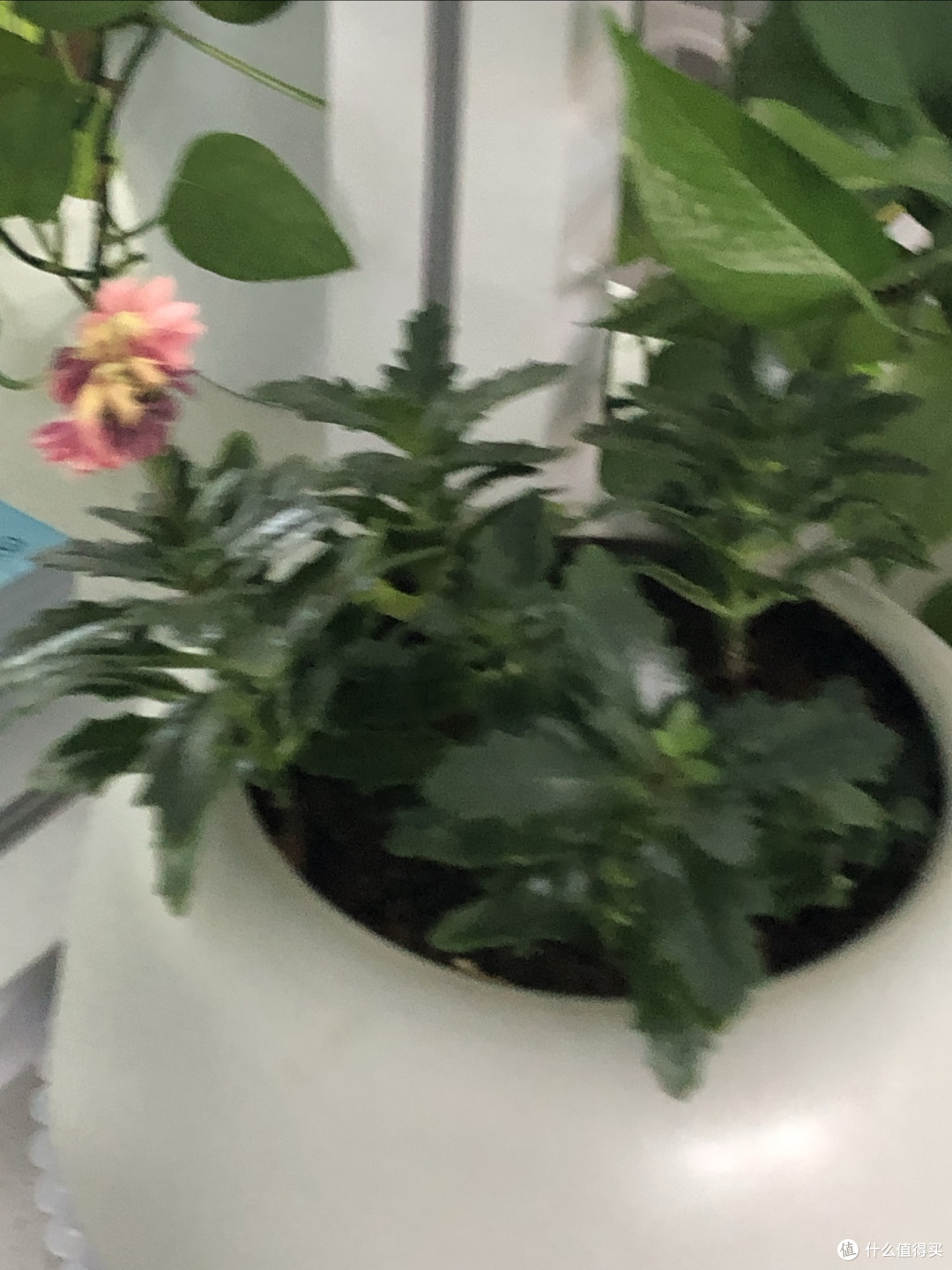 重瓣天竺葵:适合懒人养的美丽花卉
