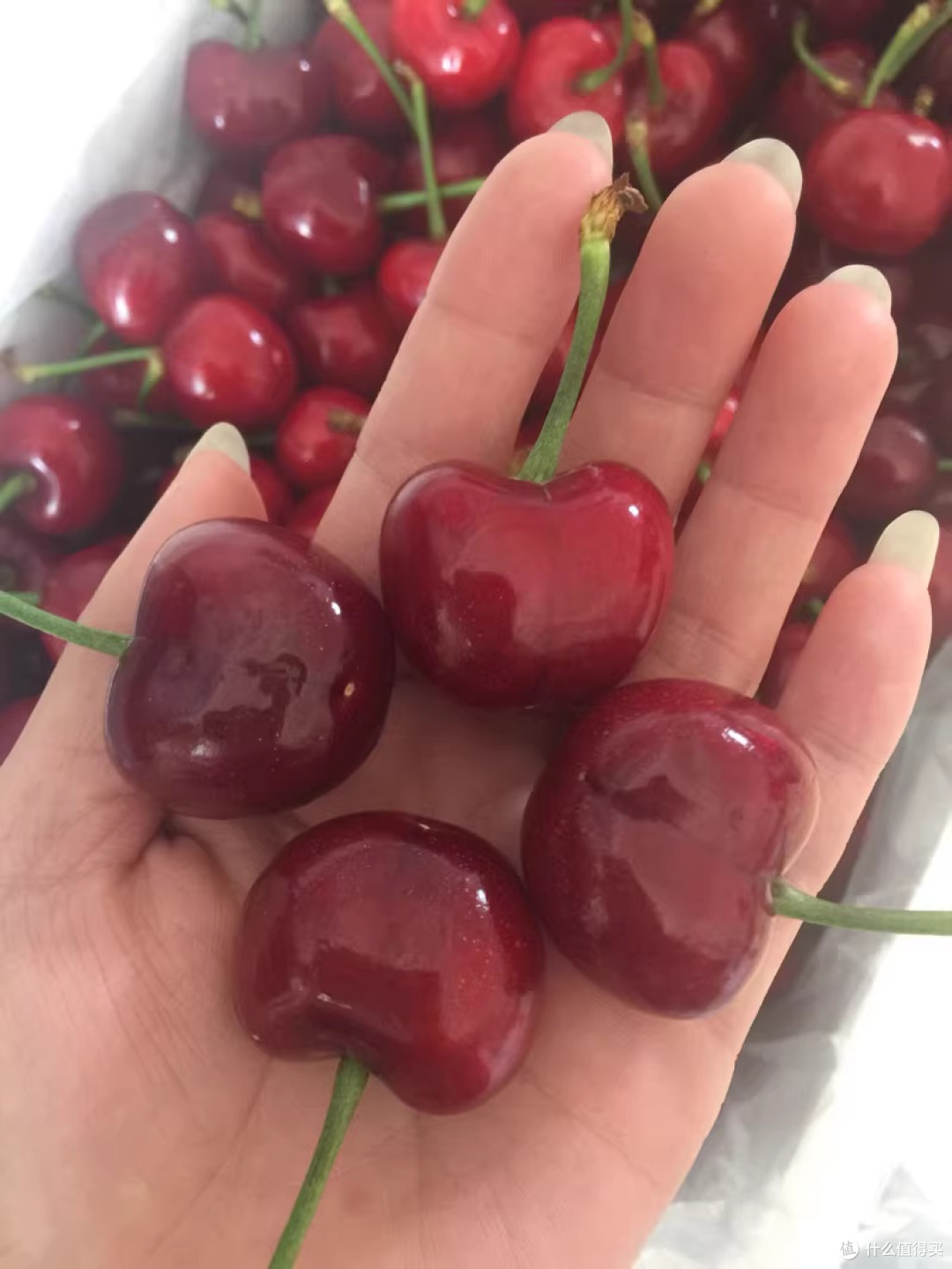 烟台大樱桃:春日红宝石的甜蜜暴击体验