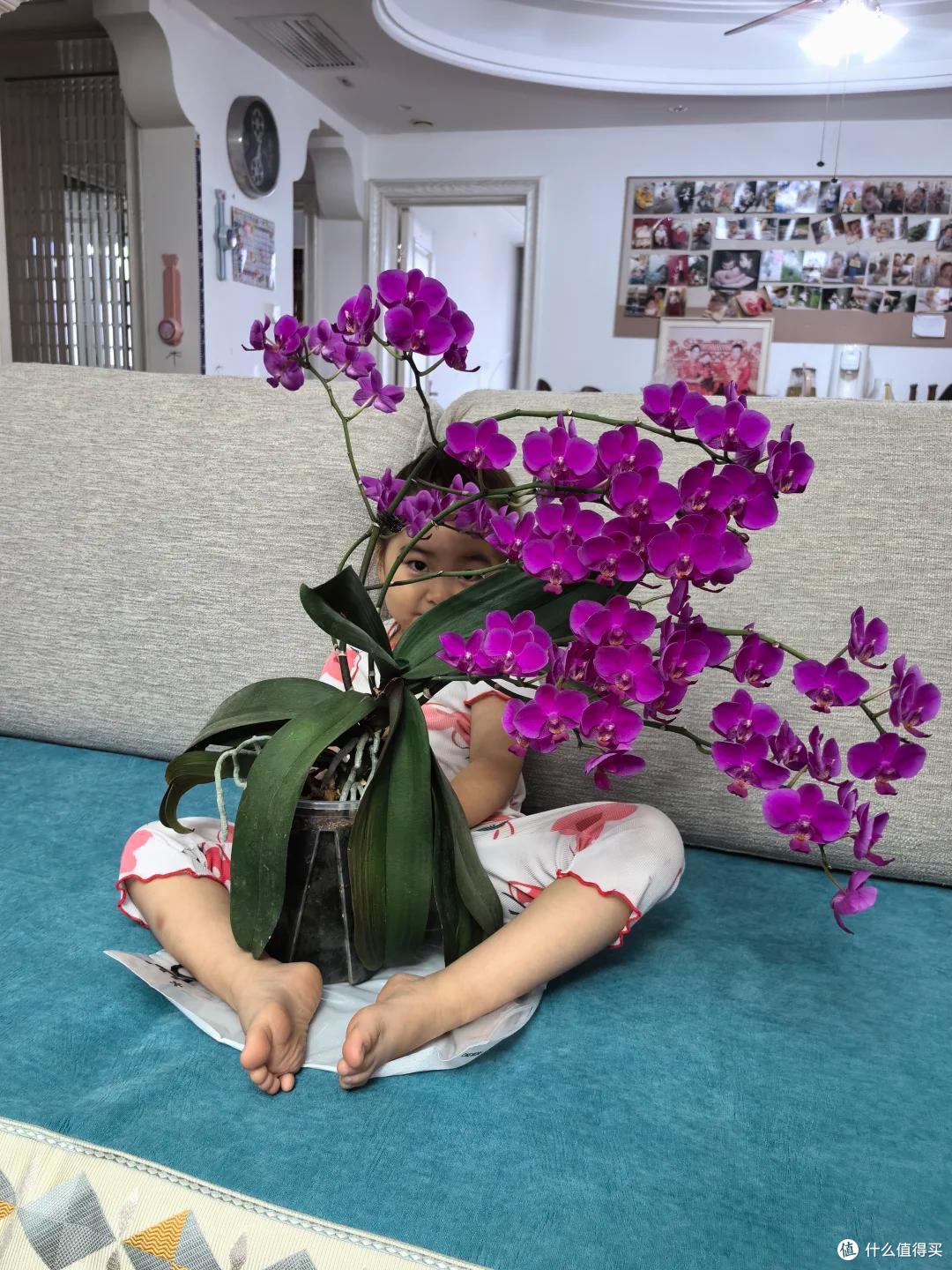 养蝴蝶兰7年，我才发现它“爆花的秘籍”：只要没晒死，就狠狠晒~