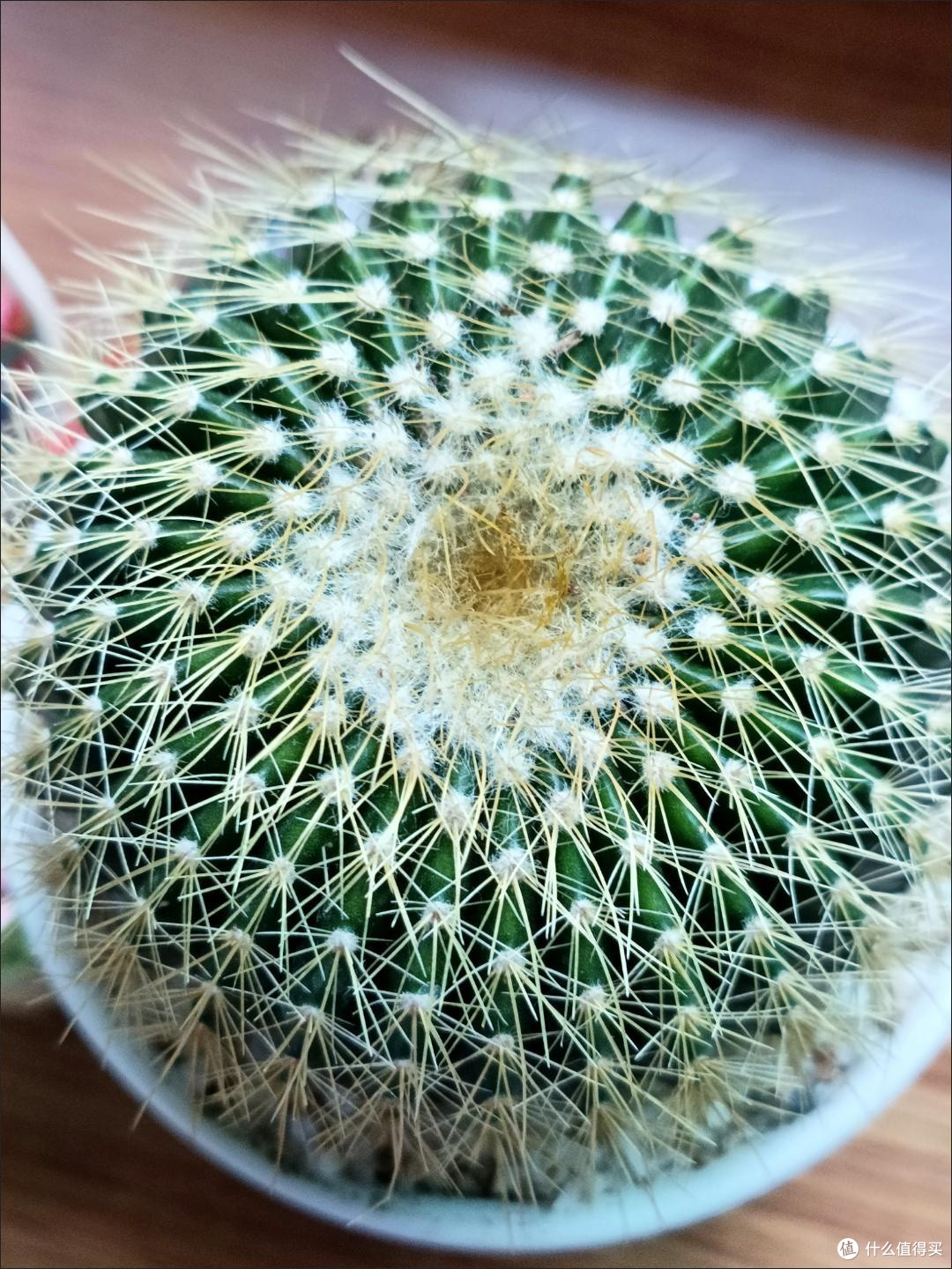 仙人掌,懒人的绿植之光