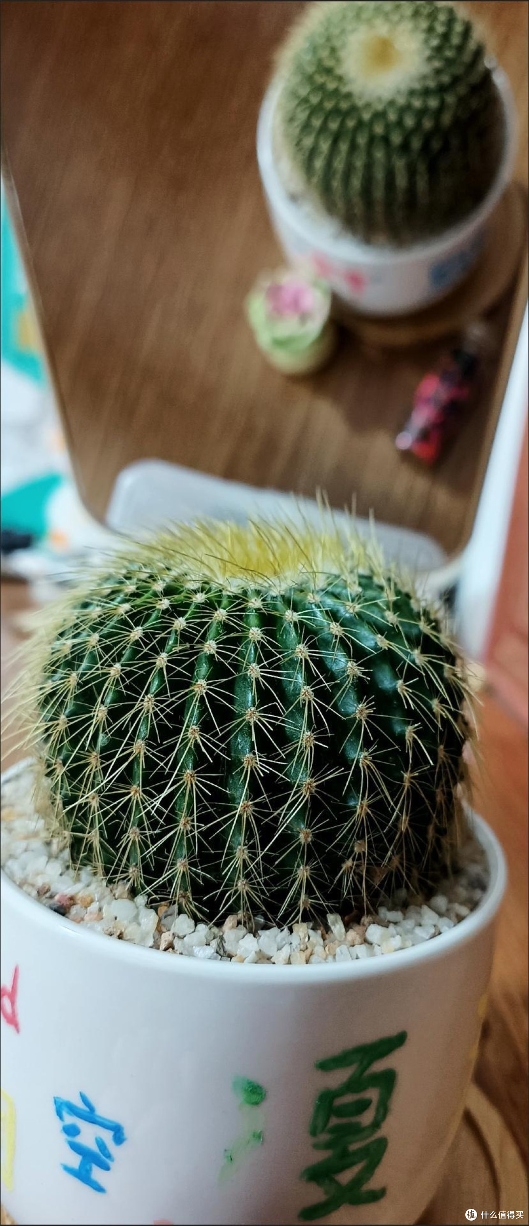 仙人掌,懒人的绿植之光